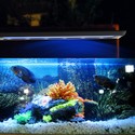 19,5 cm akvarie lampe - 7W LED, hvid/blå