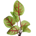 Microgreens - Rødbladet syre, 0,5g