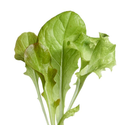 Microgreens - Blandet salat